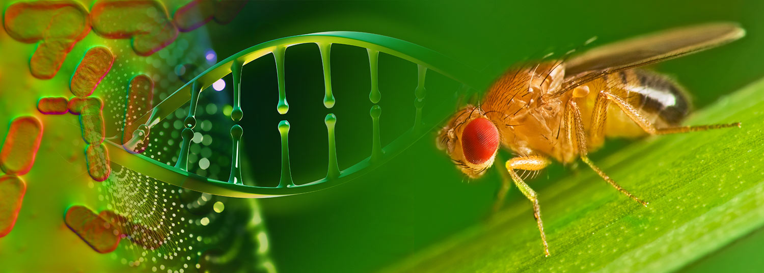 Fruit Fly Banner