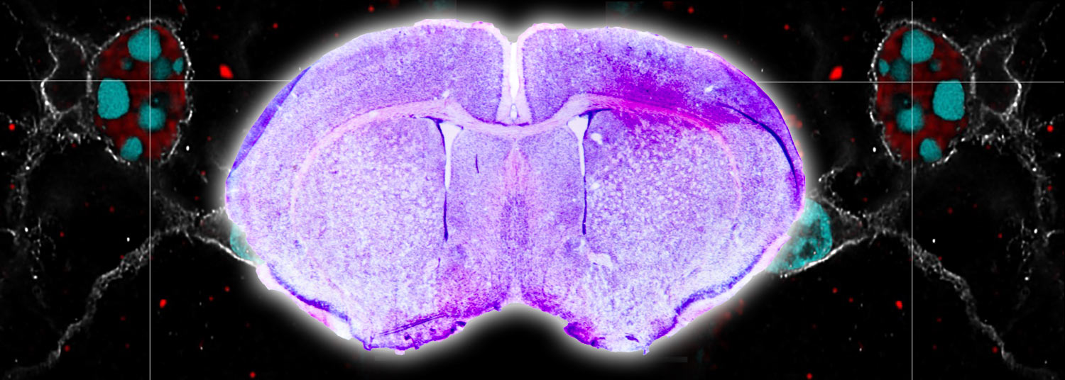 Rat Brain banner.