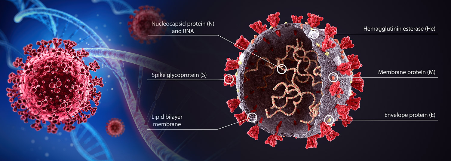 SARS CoV-2 Proteins Banner