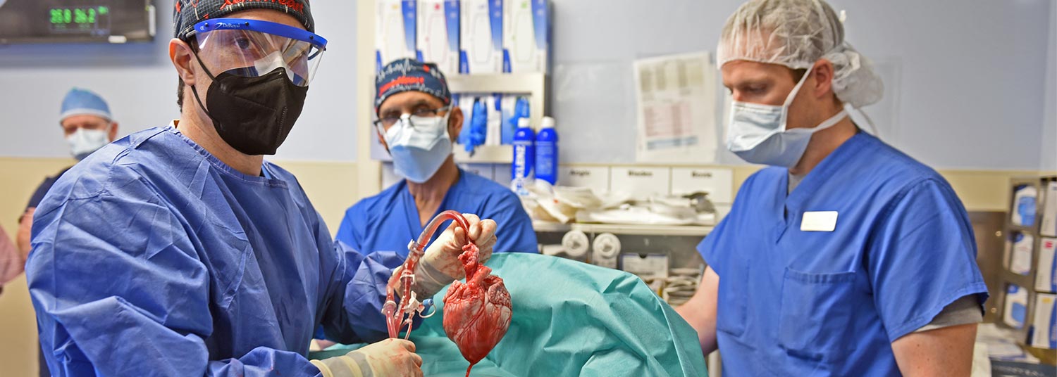 UM School of Medicine Faculty Scientists and Clinicians Publish Findings of World’s First Successful Pig Heart Transplant