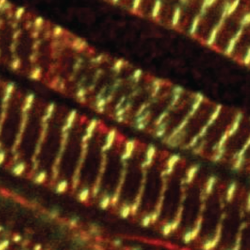 Merged stains of mouse cardiac tissue sections