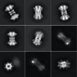 CryoEM image of CDTb subunit of C. difficile binary toxin