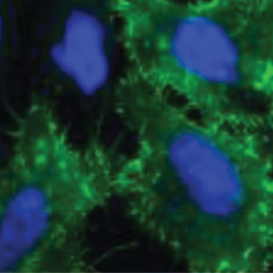 Immunofluorescence imaging of full-length wild-type Spike+DPAI