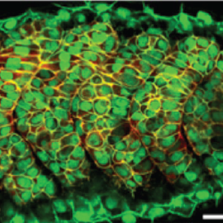 Confocal microscopy image of embryonic plasma membrane & nuclei (green)