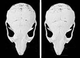 Two scans of mice skulls