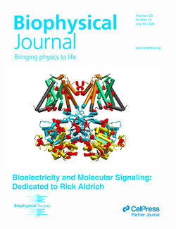 Cover image from the July 2024 issue of the Biophysical Journal  showing a structural cartoon of two subunits of the calcium-bound tetrameric Big K+ (BK) channel