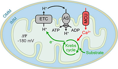 Mitochondria diagram