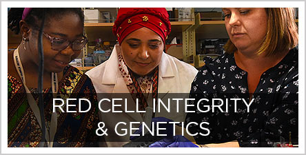 Red-Cell-Integrity-and-Genetics-button