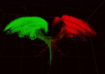 Neurons from a mouse brain have been electroporated to express a green fluorescent protein tag on one side of the brain and a red fluorescent protein on the contralateral side.  (courtesy of Poulopoulos Lab, Pharmacology).