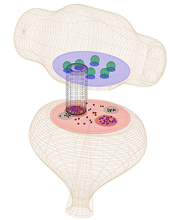 The nanocolumn is a molecular complex regulating the function of the brain communication.