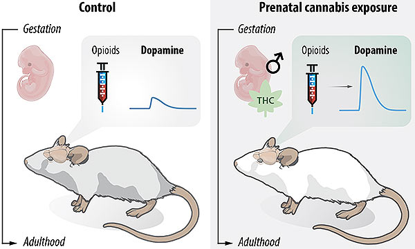 This illustration shows that male animals exposed to THC in the womb experience a greater surge in the  “reward-seeking” brain chemical dopamine when exposed to opioid drugs as adolescents compared to those that were never exposed to THC.