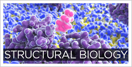 Structural-Biology-Button